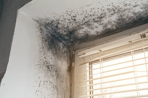 Affordable Bathroom Mold Removal solutions in Cresson, TX